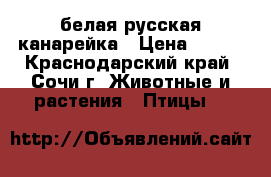 белая русская канарейка › Цена ­ 800 - Краснодарский край, Сочи г. Животные и растения » Птицы   